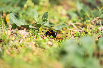 Close-up of a bumblebee on the grass in the sunny day, macro shot of bumblebees, bees crawl in the garden in summer day, insects of europe, selective focus