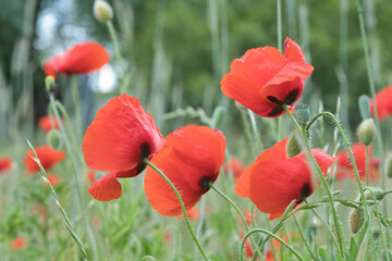 Naklejka premium Corn poppy in a cornfield with red petals. Red splashes of color in green surroundings