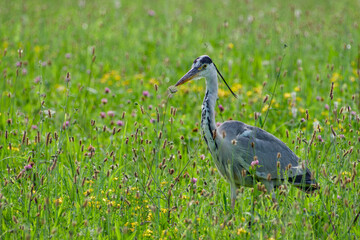 grey heron in the field on sunny summer evening close-up