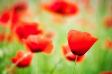 Corn poppy in a summer meadow with red petals. Wildflower from nature.