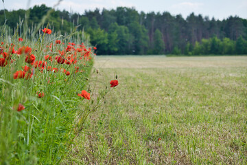 Corn poppy in a cornfield with red petals. Red splashes of color in green surroundings