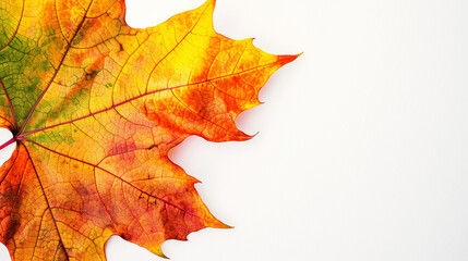 Aesthetic maple leaf with vibrant autumn colors, copy space, white background, presentation template. Generative AI