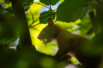 Fototapete bei efototapeten.de bestellen   