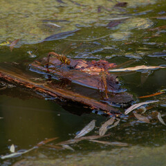 Colorful dragonfly in the water,