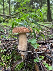 Porcini Boletus edible mushroom in a forest