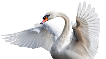 white swan on a black background.png