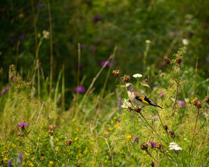 European goldfinch, feeding on the seeds of thistles.