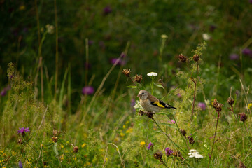 European goldfinch, feeding on the seeds.