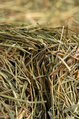 Dehydrated Dried Grass for hay production in agriculture