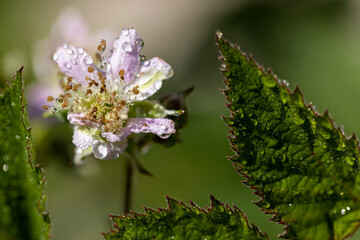 a wet blackberry bush during flowering