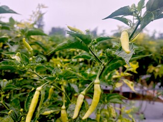 unripe chilies in the chili fields