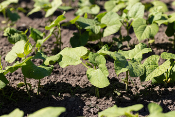 a field with peppers in the summer season