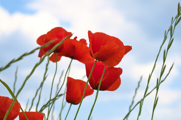 Corn poppy reaches into the blue sky with red petals. Wildflower from nature.