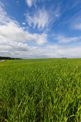 beautiful green wheat sprouts in sunny weather