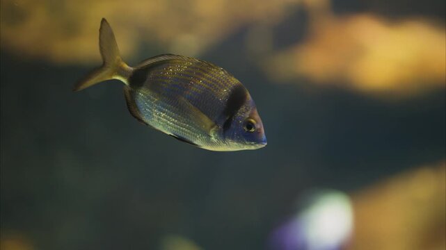 Black seabream swimming slowly over a rocky background, close up shot