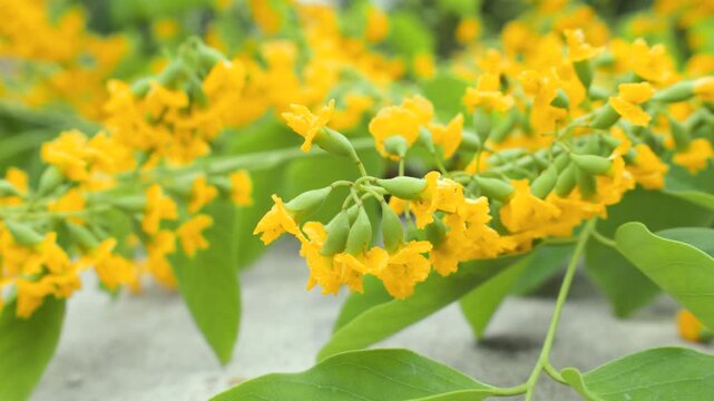beautiful yellow flowers of padauk flowers, pterocarpus indicus flowers. 