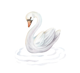 Watercolor hand painted illustration cute swans and water waves. Isolated on white background. White pastel colors bird. Wedding symbol of fidelity in the family