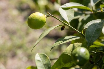 Close-up of unripe green lemons growing on a tree branch in a garden
