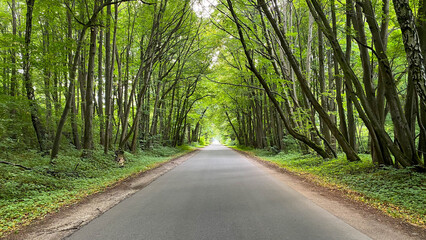 Mystical forest with twisted trees