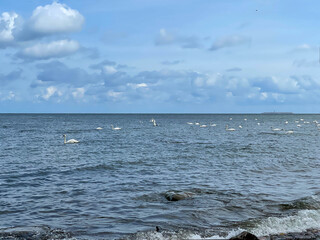 Fototapeta premium Wild swans on the baltic sea coast