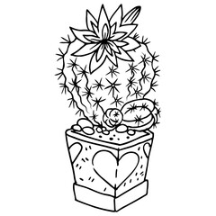 Blooming cactus in a pot.