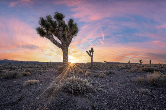Joshua Tree sunset rays in Nevada near Goldfield 