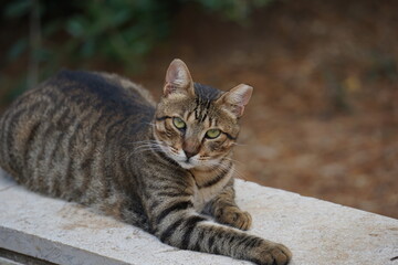 An adult tabby cat lies on its paw  and looking at the camera