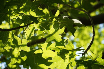 Background of green fresh leaves of Oriental plane tree (Platanus orientalis). Beauty foliage....