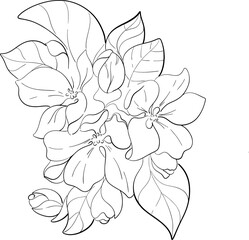 Vector japanese cherry blooming, sakura art. Apple tree bouquet. Black silhouette for circuit