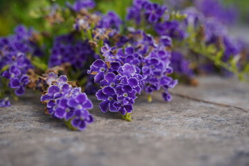 Duranta purple flower closeup. Purple Skyflower or Golden Dewdrop flowers