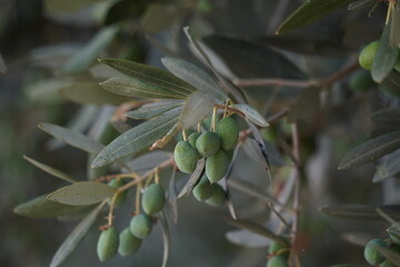 Set of olives or green olives at the beginning of their fruit set on the branches of an olive tree