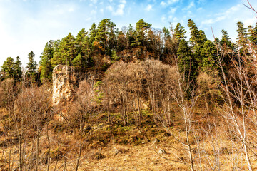 Fototapeta premium Bare autumn trees at the foot and pines on the top of the Caucasus Mountain