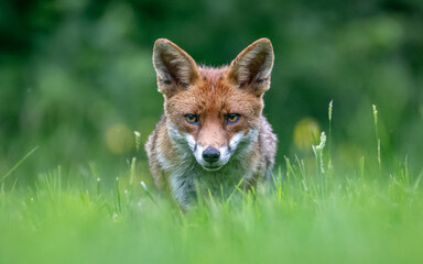 A fox on the prowl taken at a low angle