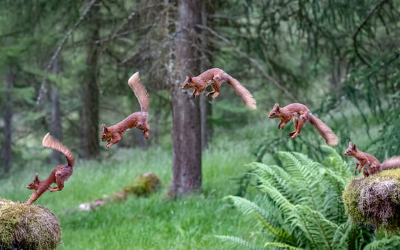 Composite of a red squirrel leaping