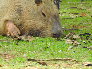 Close-up view of a capybara, with its snout buried in the grass, sunbathing. This animal is a...