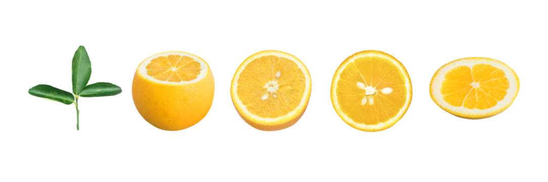 Fresh orange  slice with transparency  die cut