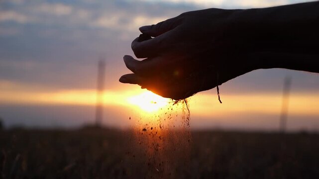 Female hand of agronomist holding a handful of dry ground and checking soil fertility on field. Arm of a farmer pouring earth and sifting it through fingers at sunset. Agriculture concept. Close up