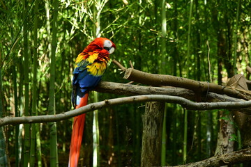 France, Drôme. Portrait of a Macaw parrot in a forest. Bird in the wild.
