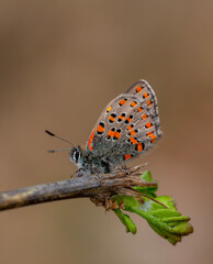 tiny dotted butterfly on a dry tree, Akbes hairstreak, Tomares nesimachus