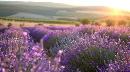 Obraz premium Lavender Field at Sunset with a Blurred Mountain Landscape in the Background