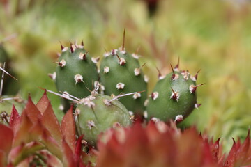 kaktus Opuntia fragilis var denudata Hall kwiat żółty