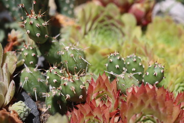 kaktus Opuntia fragilis var denudata Hall kwiat żółty