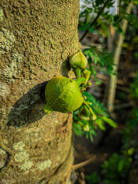 Annona muricata bud growing on branches.