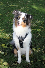 Australian Shepherd sitting on grass