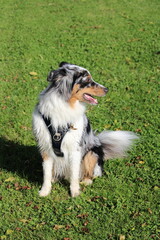 Australian Shepherd sitting on grass