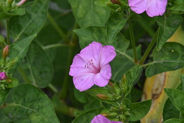 Evening Radiance: Mirabilis Flowers in Full Bloom
