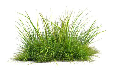 close-up of a patch of green grass with a single bush, white background.