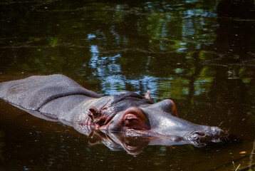 A hippopotamus submerged in water, with only its eyes, ears, and nostrils visible above the surface. The animal's skin glistens with moisture.