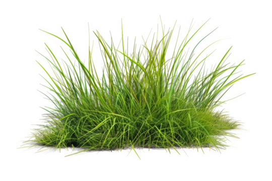 close-up of a patch of green grass with a single bush, white background.