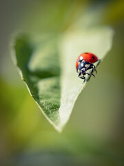ladybug on leaf